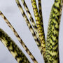 Zebraplant stengels
